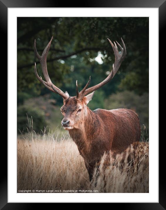 The great stag Framed Mounted Print by Martyn Large