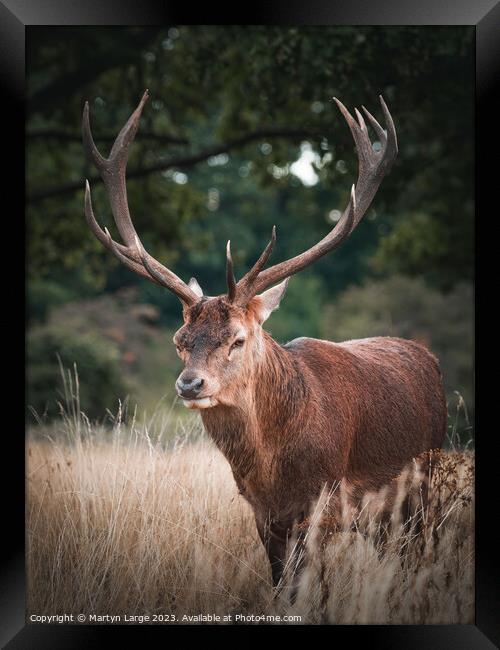 The great stag Framed Print by Martyn Large