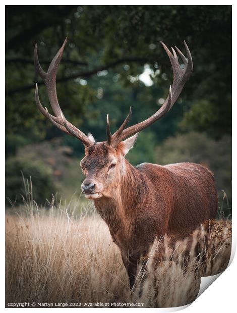 The great stag Print by Martyn Large
