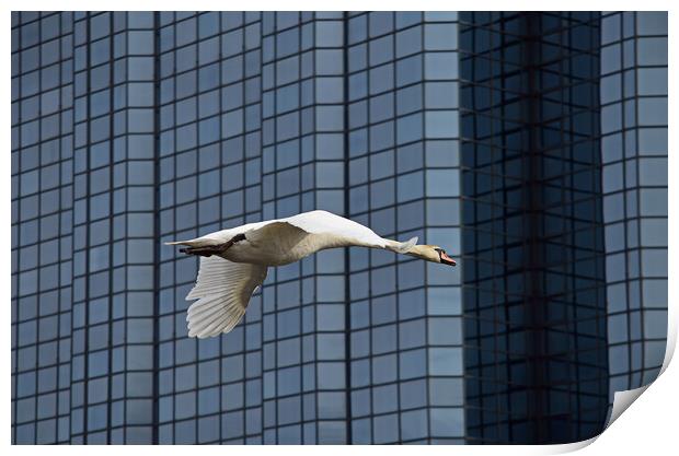 River Clyde swan in flight, Glasgow Print by Allan Durward Photography