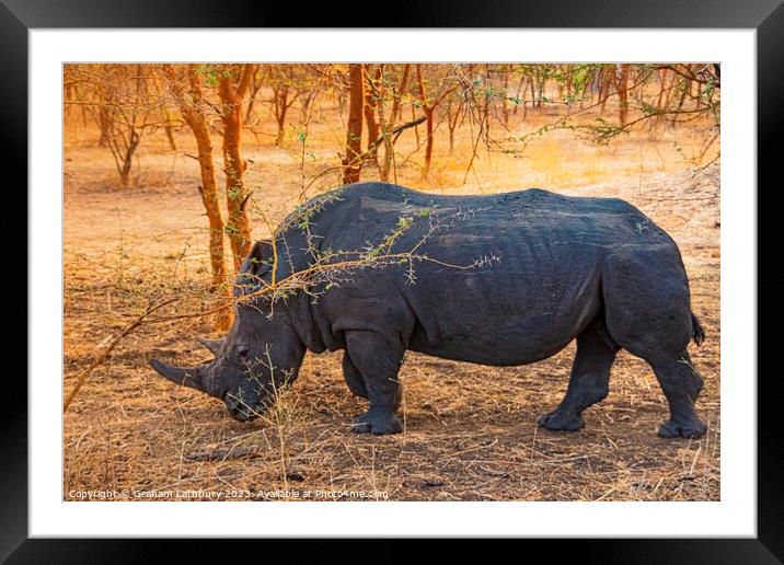 Rhinoceros Framed Mounted Print by Graham Lathbury