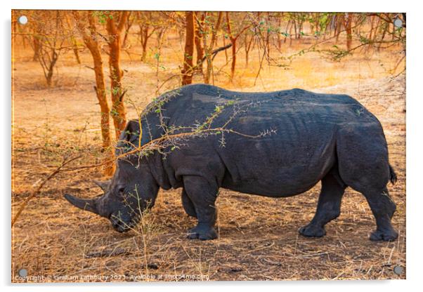 Rhinoceros Acrylic by Graham Lathbury