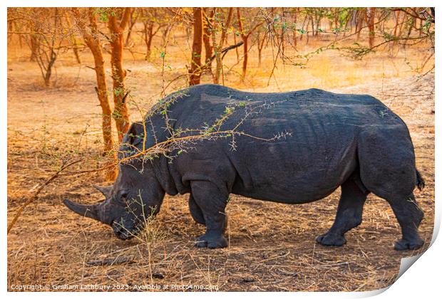 Rhinoceros Print by Graham Lathbury