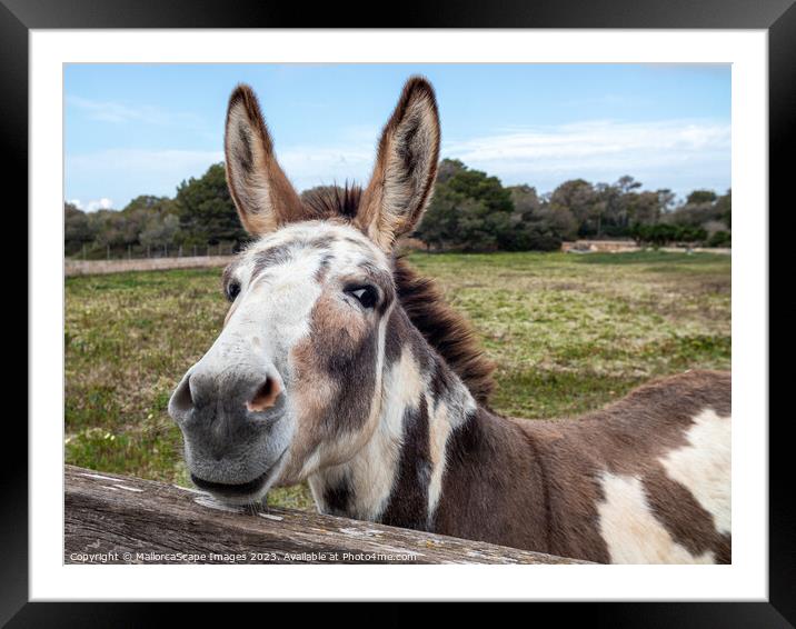 curious spotted donkey on a pasture in Majorca Framed Mounted Print by MallorcaScape Images