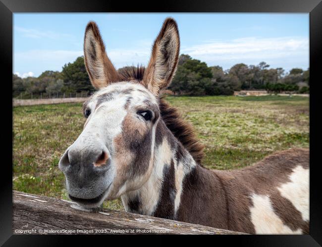 curious spotted donkey on a pasture in Majorca Framed Print by MallorcaScape Images