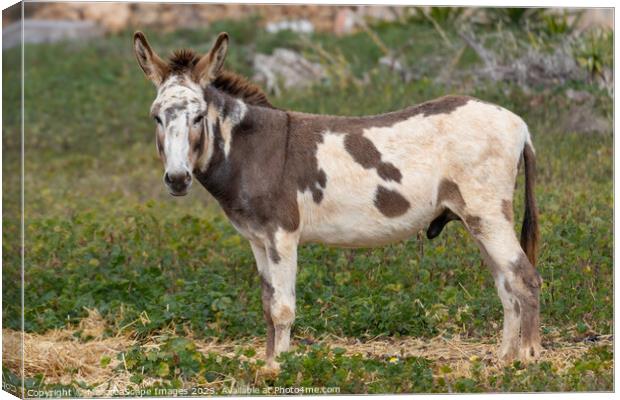 spotted male donkey on a pasture in Majorca Canvas Print by MallorcaScape Images