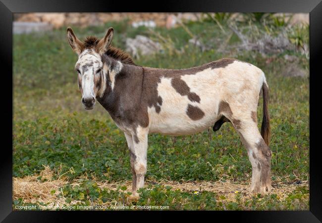 spotted male donkey on a pasture in Majorca Framed Print by MallorcaScape Images