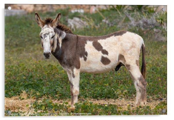 spotted male donkey on a pasture in Majorca Acrylic by MallorcaScape Images