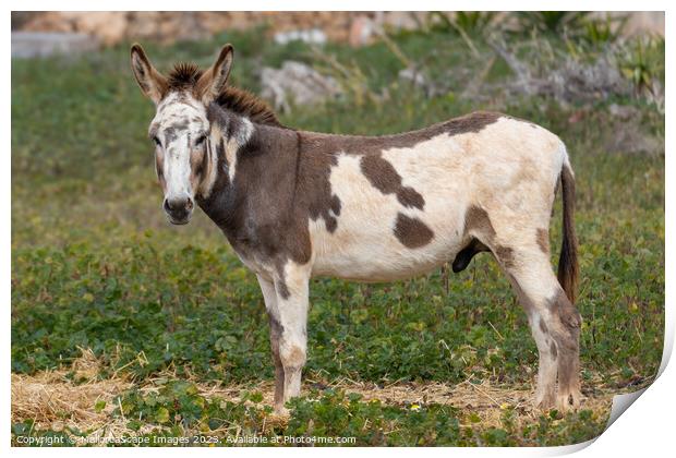 spotted male donkey on a pasture in Majorca Print by MallorcaScape Images