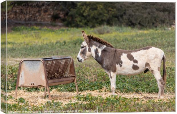 spotted male donkey on a pasture in Majorca Canvas Print by MallorcaScape Images