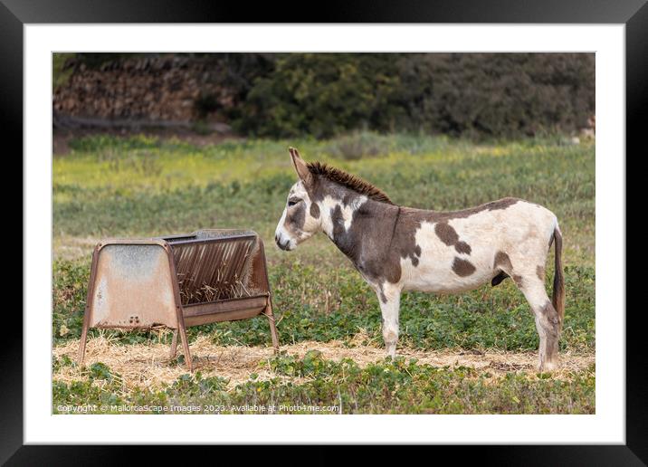 spotted male donkey on a pasture in Majorca Framed Mounted Print by MallorcaScape Images