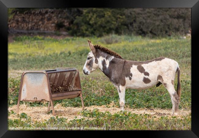 spotted male donkey on a pasture in Majorca Framed Print by MallorcaScape Images