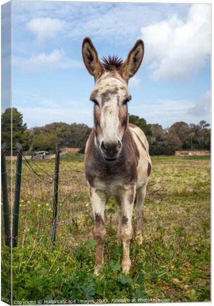 spotted donkey on a pasture in Majorca Canvas Print by MallorcaScape Images