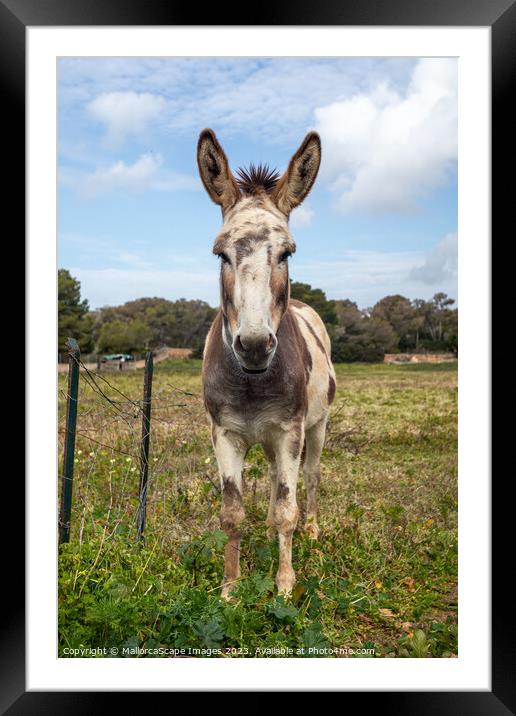 spotted donkey on a pasture in Majorca Framed Mounted Print by MallorcaScape Images