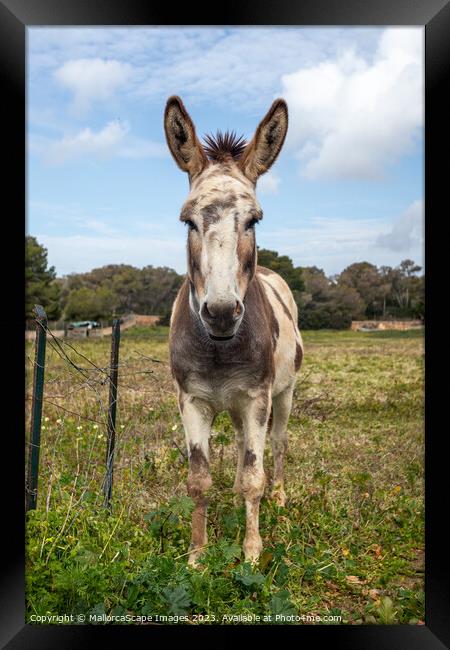 spotted donkey on a pasture in Majorca Framed Print by MallorcaScape Images