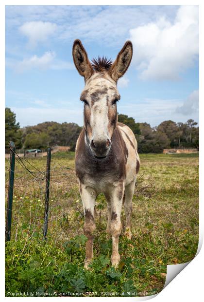 spotted donkey on a pasture in Majorca Print by MallorcaScape Images
