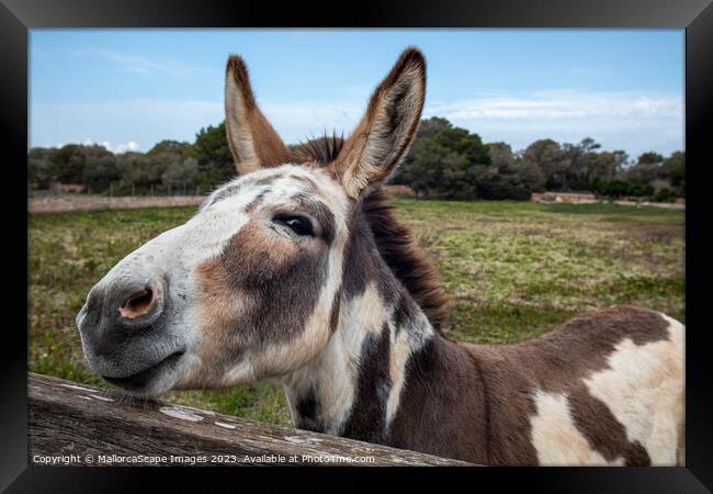 curious spotted donkey on a pasture in Majorca Framed Print by MallorcaScape Images