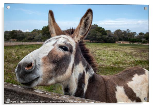 curious spotted donkey on a pasture in Majorca Acrylic by MallorcaScape Images