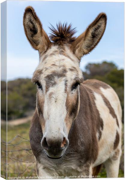 spotted donkey in Majorca Canvas Print by MallorcaScape Images