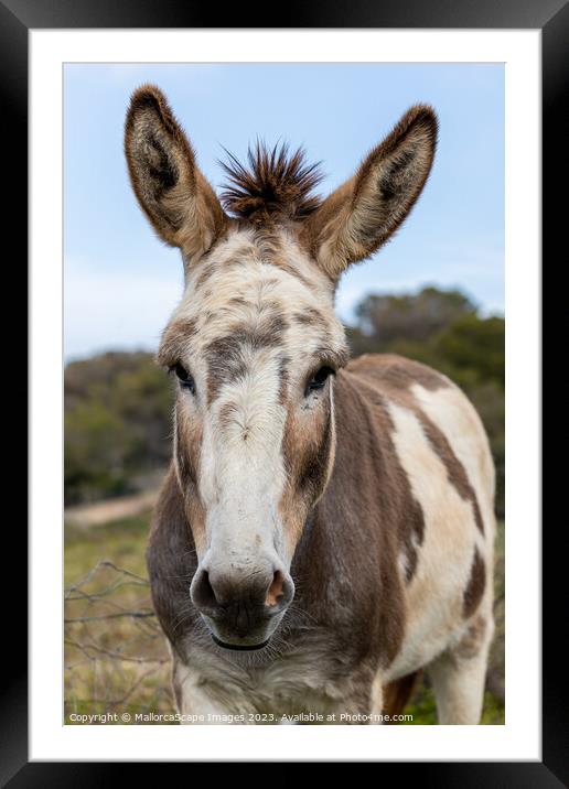 spotted donkey in Majorca Framed Mounted Print by MallorcaScape Images