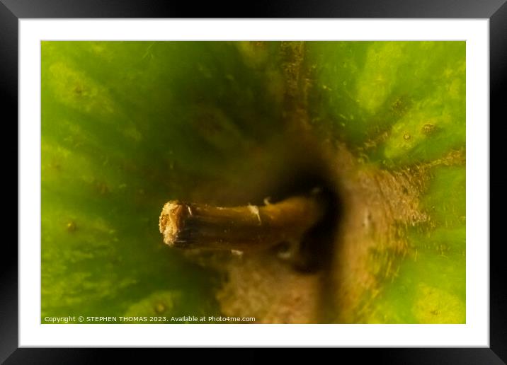 Ugly Green Apple - Macro Framed Mounted Print by STEPHEN THOMAS