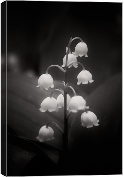 Lily of the Valley Flowers in Black and White Canvas Print by Artur Bogacki