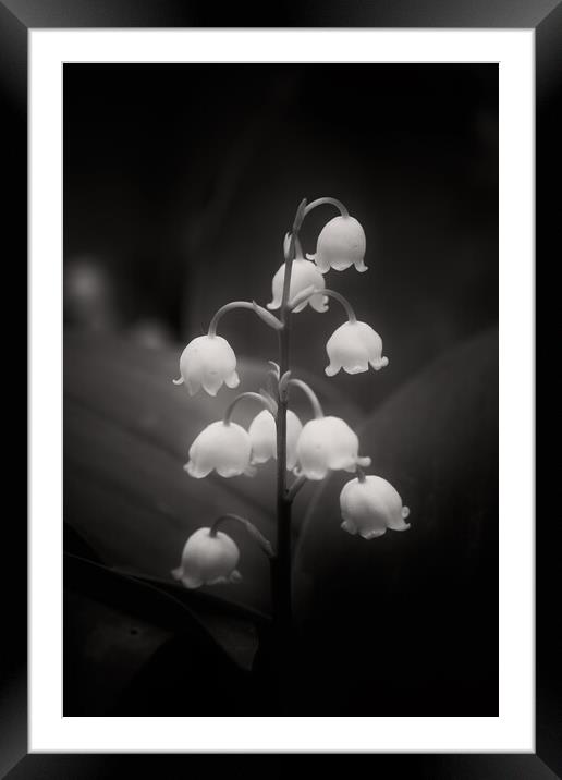 Lily of the Valley Flowers in Black and White Framed Mounted Print by Artur Bogacki