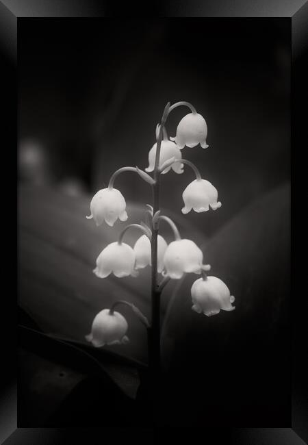 Lily of the Valley Flowers in Black and White Framed Print by Artur Bogacki