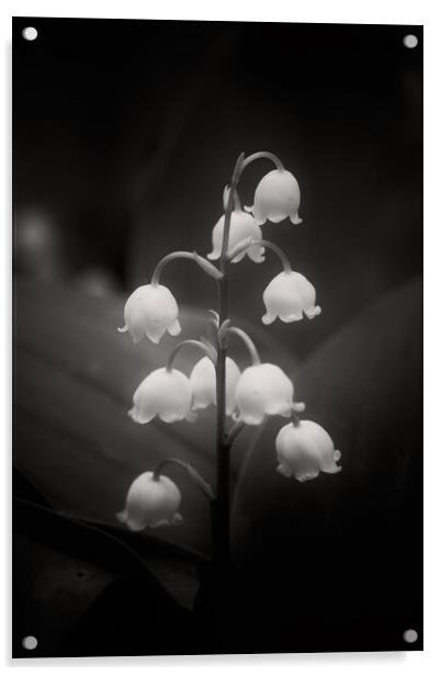 Lily of the Valley Flowers in Black and White Acrylic by Artur Bogacki