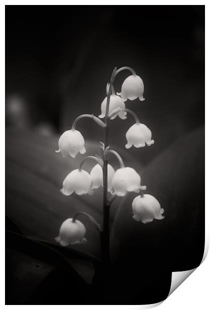 Lily of the Valley Flowers in Black and White Print by Artur Bogacki