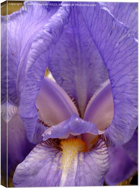 Blue Bearded Iris Pallida Dalmatica flower Canvas Print by Photimageon UK