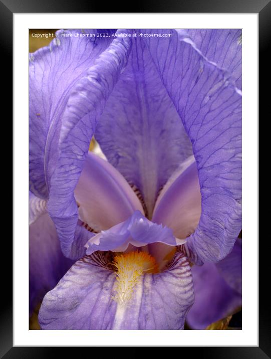 Blue Bearded Iris Pallida Dalmatica flower Framed Mounted Print by Photimageon UK