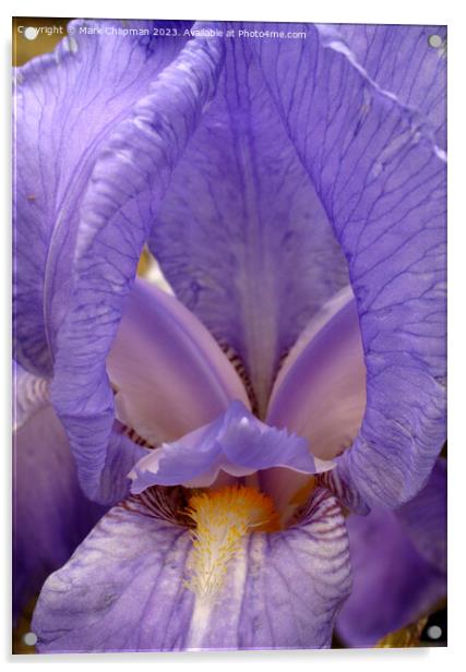 Blue Bearded Iris Pallida Dalmatica flower Acrylic by Photimageon UK
