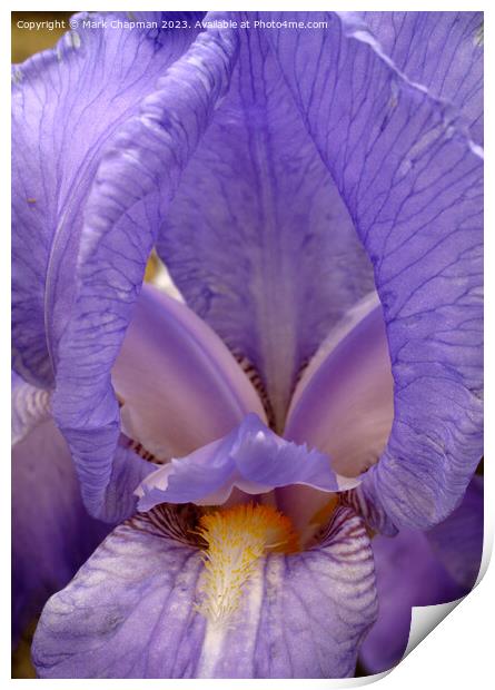 Blue Bearded Iris Pallida Dalmatica flower Print by Photimageon UK