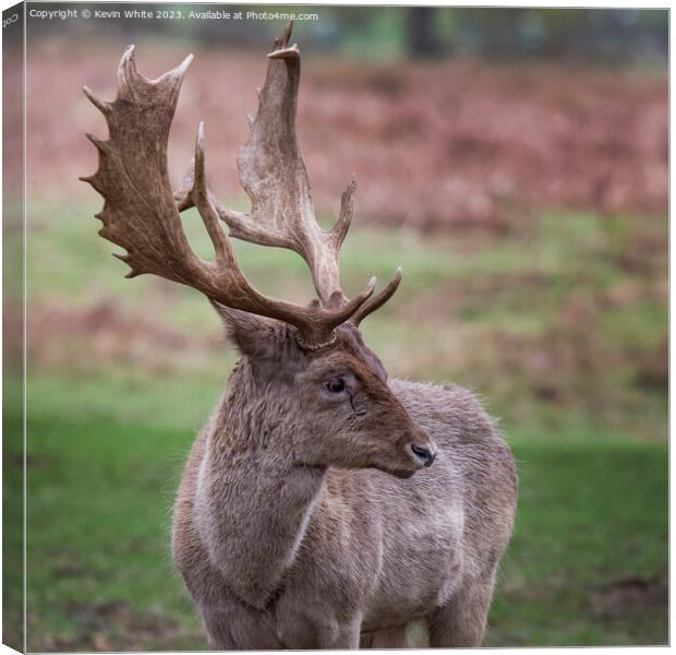 Fallow deer thinking what a good set of antlers I have Canvas Print by Kevin White
