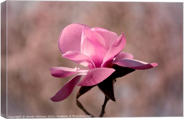 sunlit magnolia  flower Canvas Print by Simon Johnson