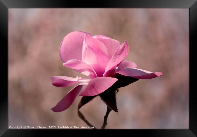 sunlit magnolia  flower Framed Print by Simon Johnson
