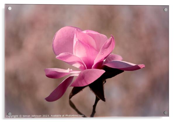 sunlit magnolia  flower Acrylic by Simon Johnson