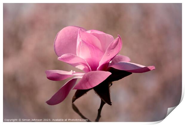 sunlit magnolia  flower Print by Simon Johnson