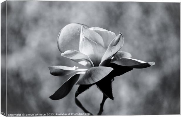 magnolia in monochrome  Canvas Print by Simon Johnson