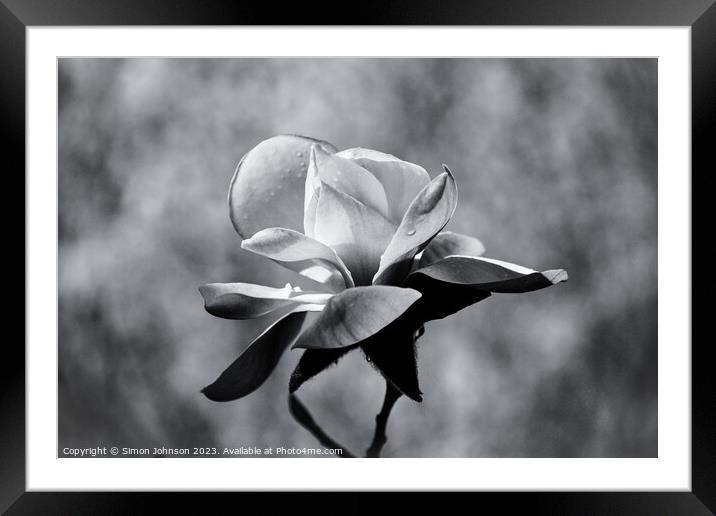 magnolia in monochrome  Framed Mounted Print by Simon Johnson