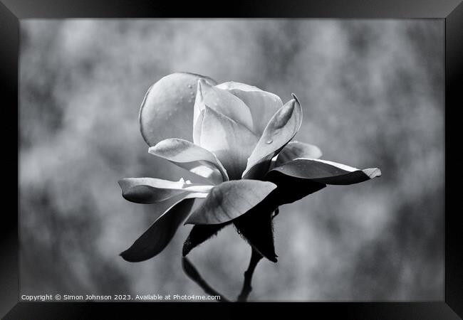 magnolia in monochrome  Framed Print by Simon Johnson