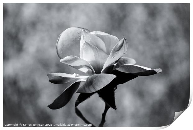magnolia in monochrome  Print by Simon Johnson