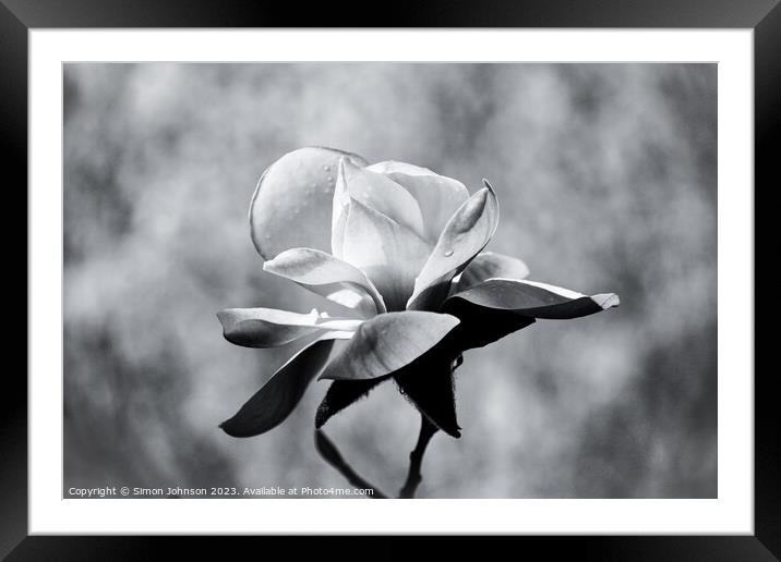 Magnolia monochrome  Framed Mounted Print by Simon Johnson