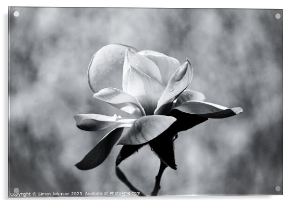 Magnolia monochrome  Acrylic by Simon Johnson