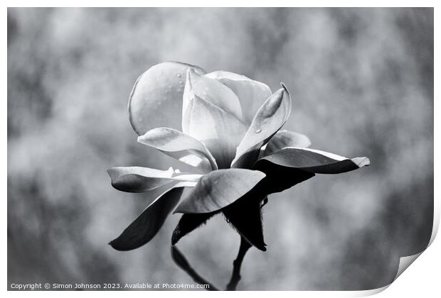 Magnolia monochrome  Print by Simon Johnson