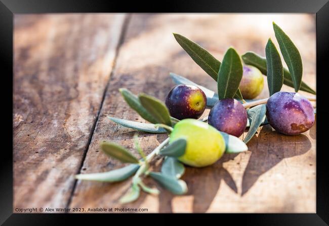 Mediterranean olive fruits branch Framed Print by Alex Winter