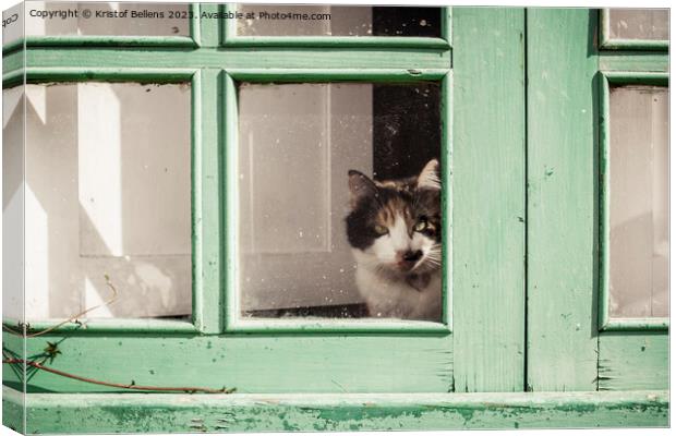 Domestic housecat looking through the glass of a weathered green window Canvas Print by Kristof Bellens