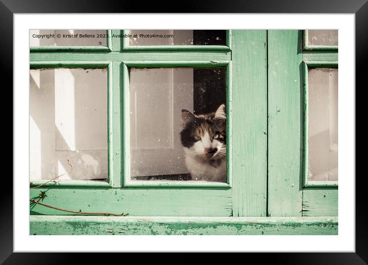 Domestic housecat looking through the glass of a weathered green window Framed Mounted Print by Kristof Bellens