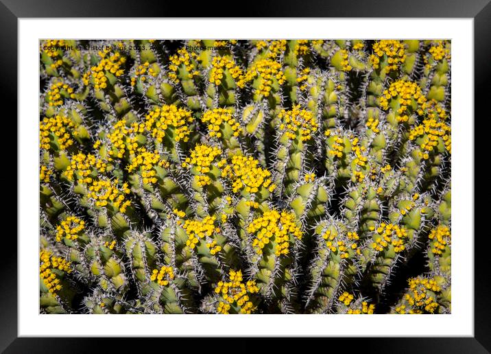 Flowering Euphorbia polyacantha is a spiny bush which grows on stony sides of mountains in hot valleys Framed Mounted Print by Kristof Bellens